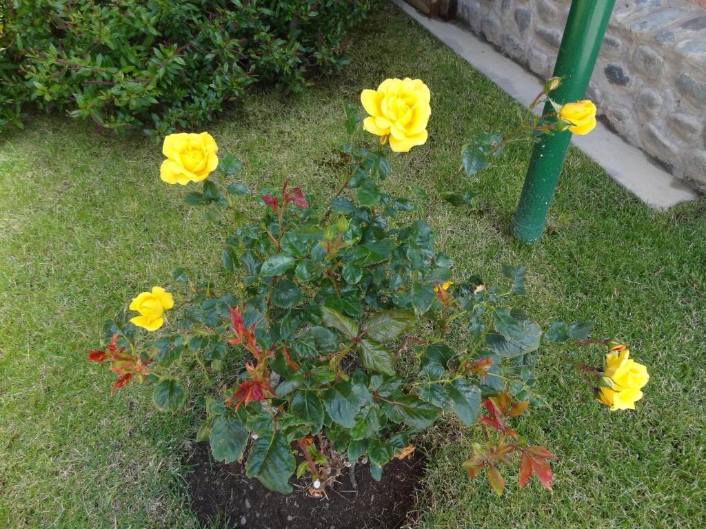 Cabanas De Nene Aparts 엘 칼라파테 외부 사진